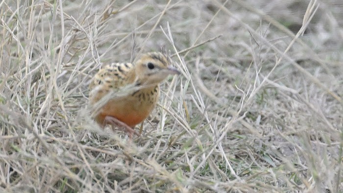 Rosy-throated Longclaw - ML623557952