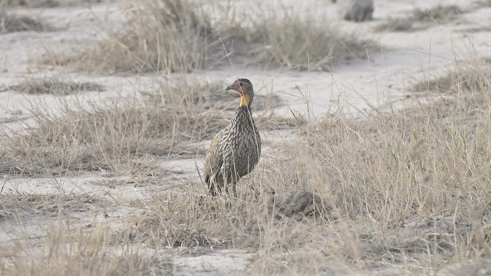 Yellow-necked Spurfowl - Donel Jensen