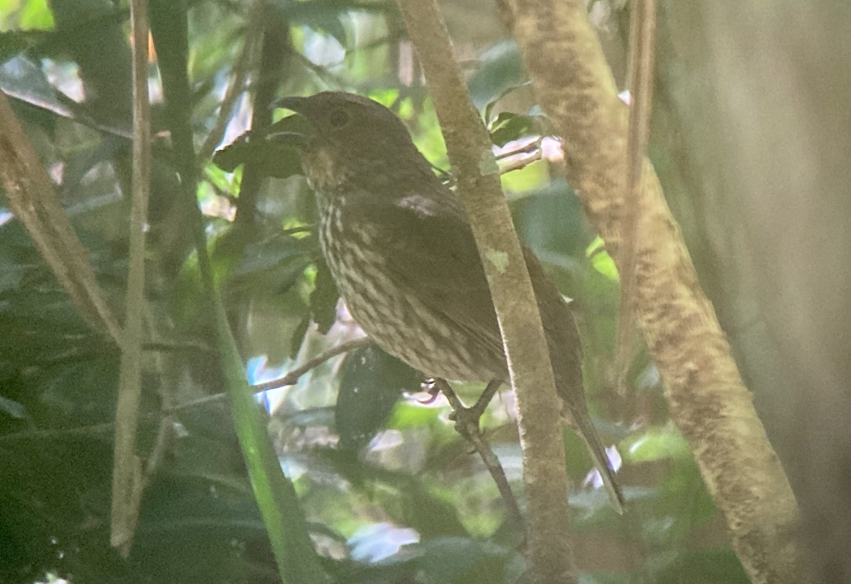 Tooth-billed Bowerbird - ML623557975