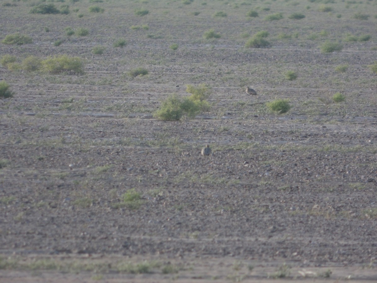 Chestnut-bellied Sandgrouse - ML623557983