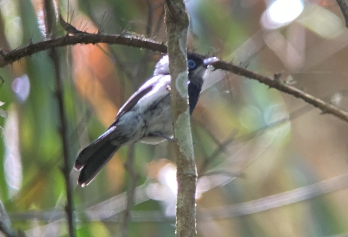 Pied Monarch - ML623557985