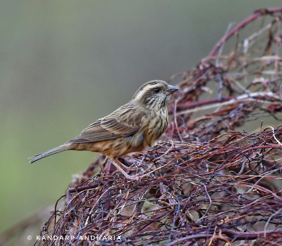 Pink-browed Rosefinch - ML623557992