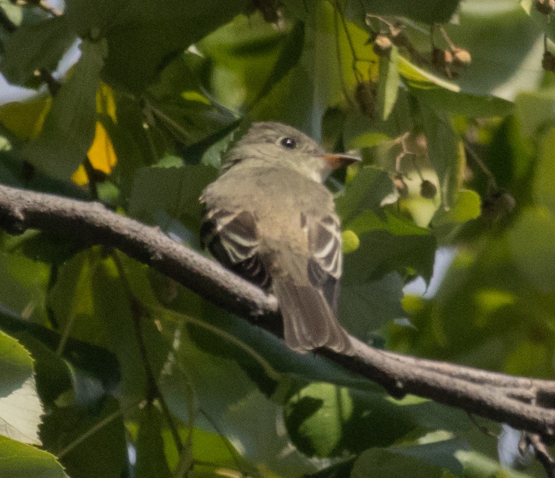Empidonax sp. - ML623558010