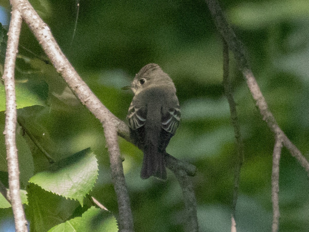 Empidonax sp. - ML623558011