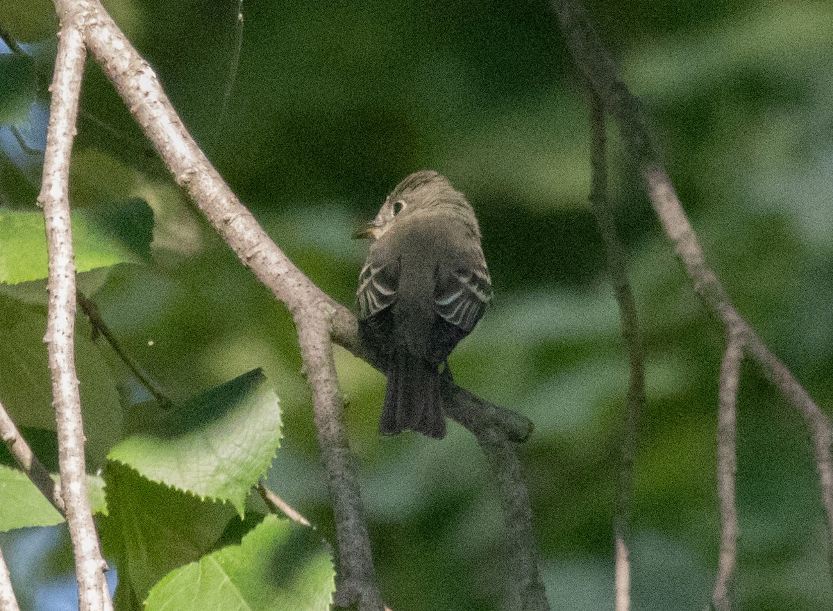 Empidonax sp. - ML623558012