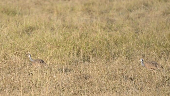 White-bellied Bustard - ML623558013