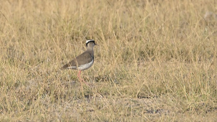 Crowned Lapwing - ML623558016