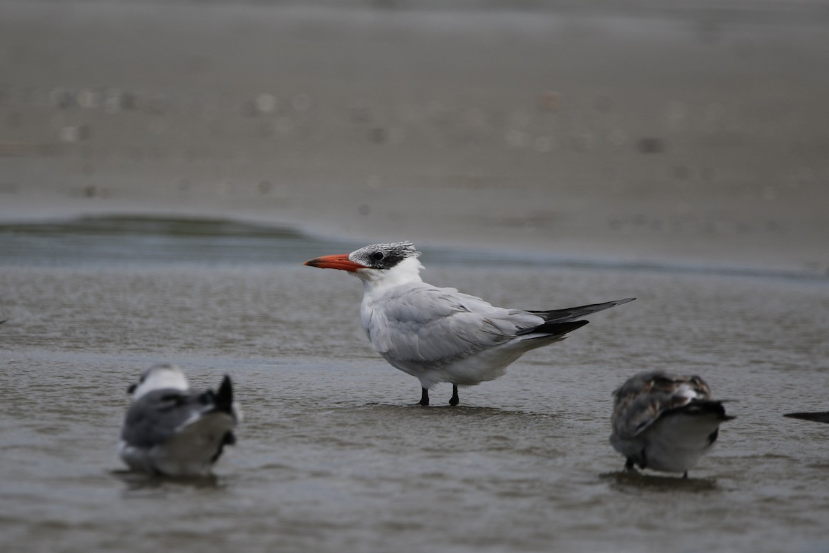 Caspian Tern - ML623558045