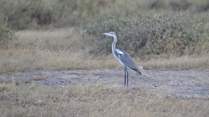 Black-headed Heron - ML623558048