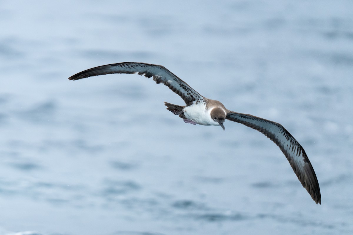 Great Shearwater - ML623558053