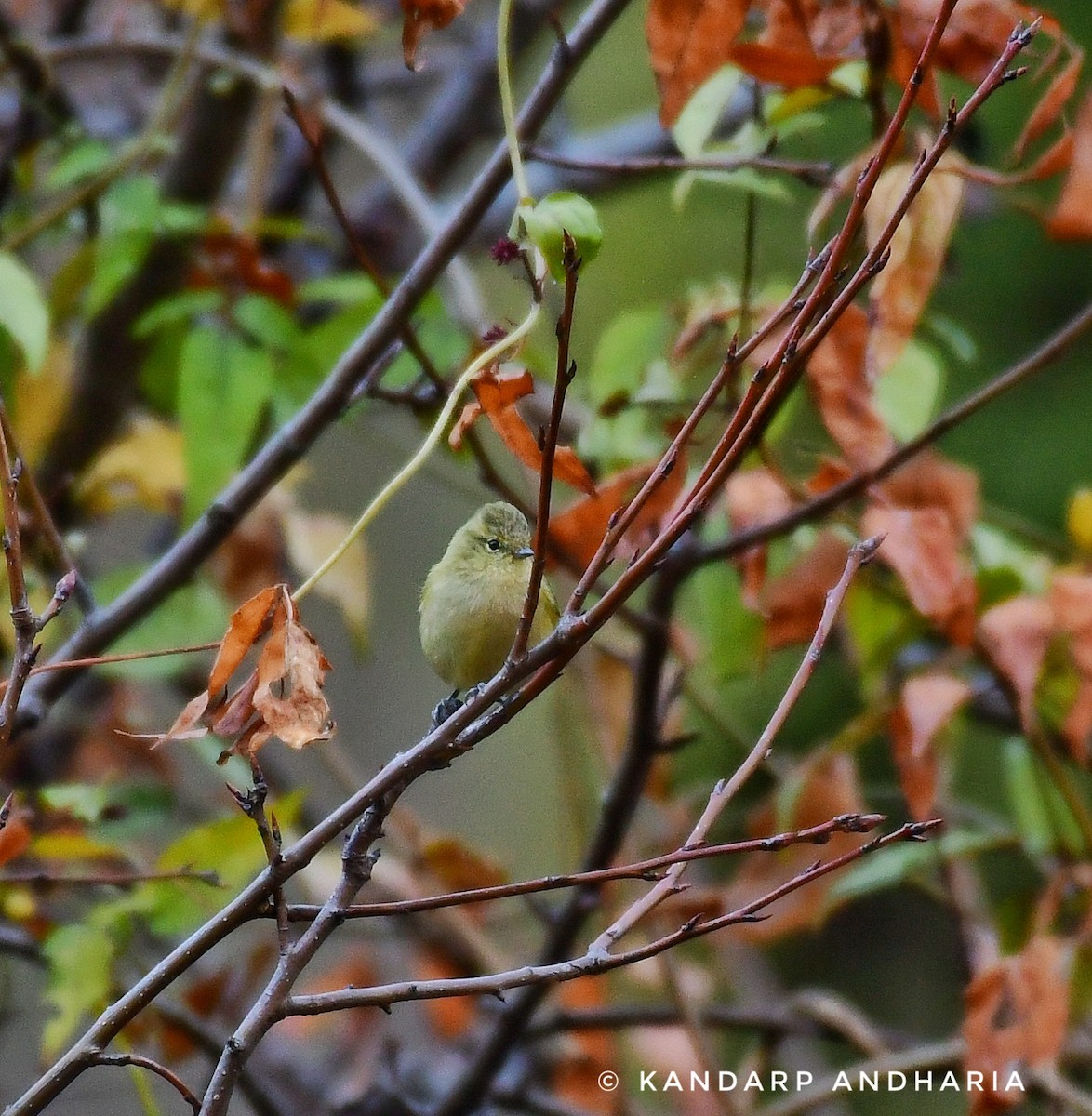 Yellow-browed Tit - Kandarp  Andharia