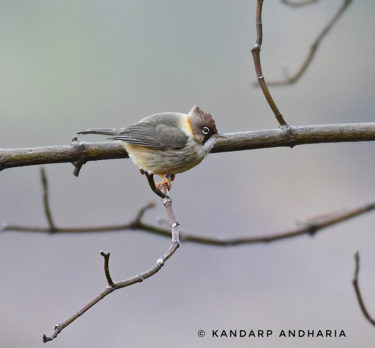 Whiskered Yuhina - ML623558055