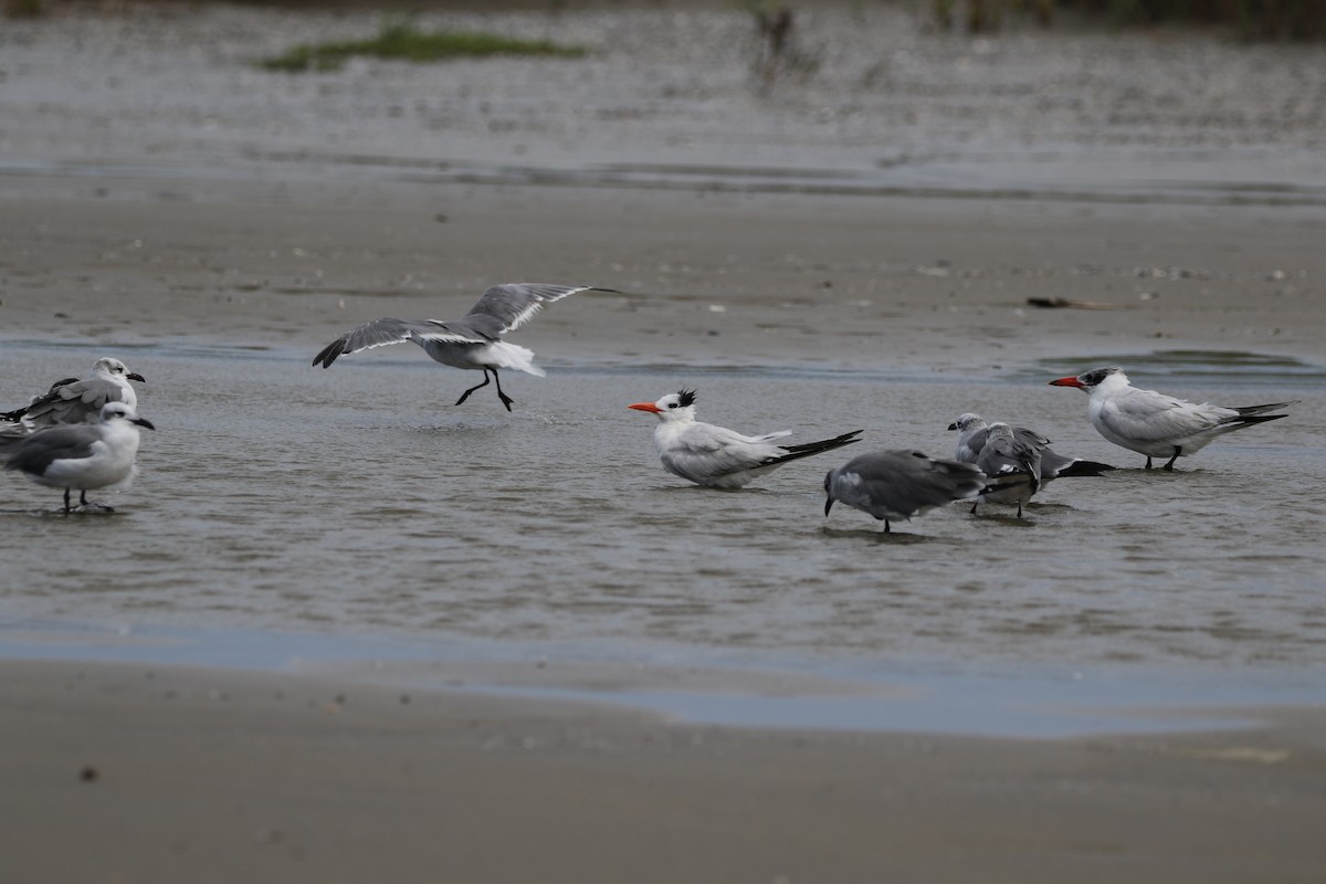 Caspian Tern - ML623558063