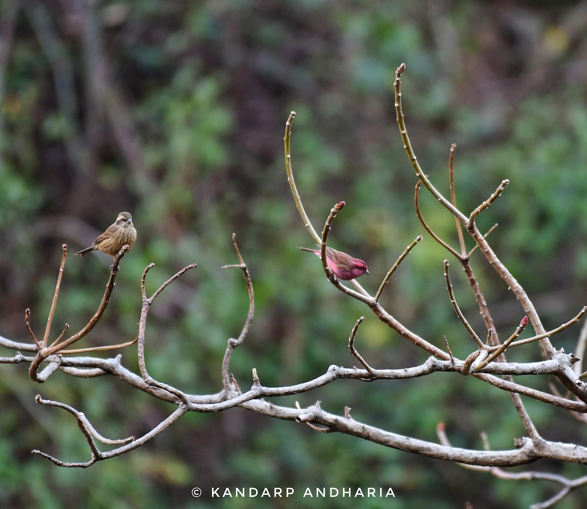 Pink-browed Rosefinch - ML623558065