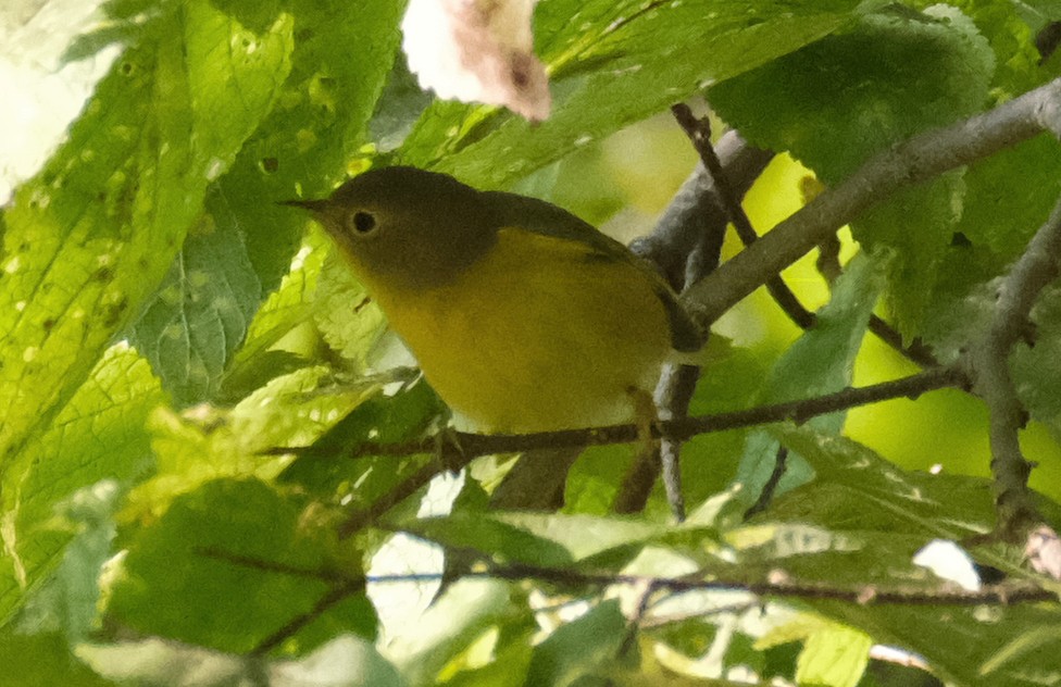 Nashville Warbler - ML623558067