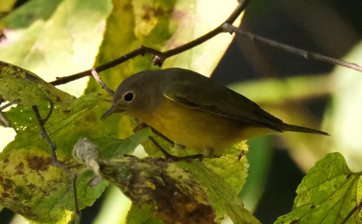 Nashville Warbler - ML623558069
