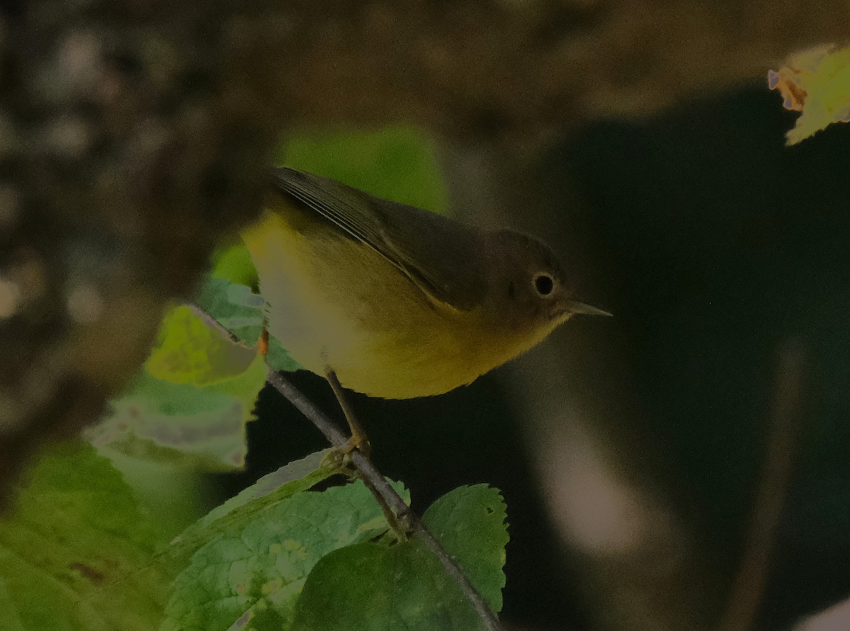 Nashville Warbler - ML623558070