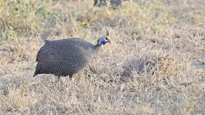 Helmeted Guineafowl - ML623558087