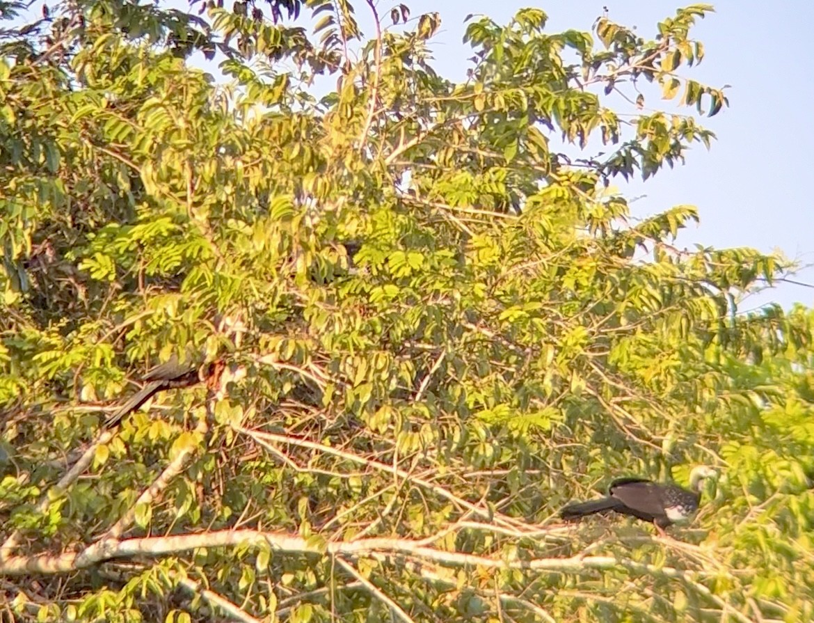 Blue-throated Piping-Guan - ML623558110