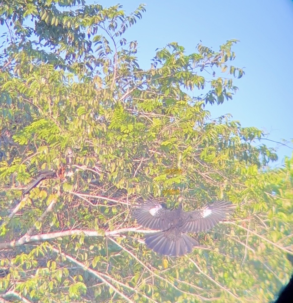 Blue-throated Piping-Guan - ML623558111