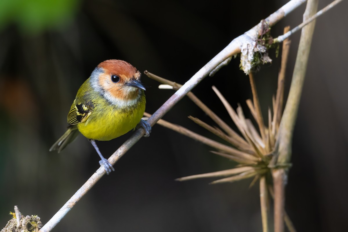 Rufous-crowned Tody-Flycatcher - ML623558162