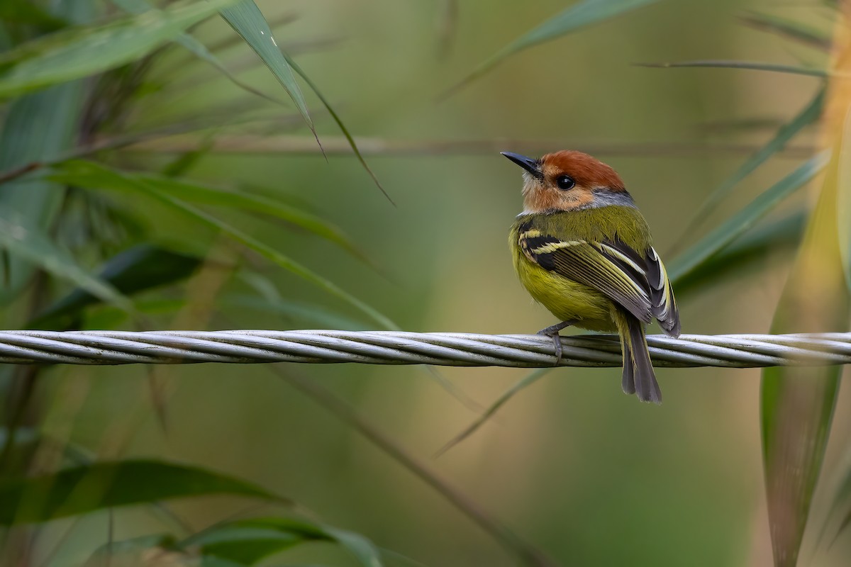 Rufous-crowned Tody-Flycatcher - ML623558163