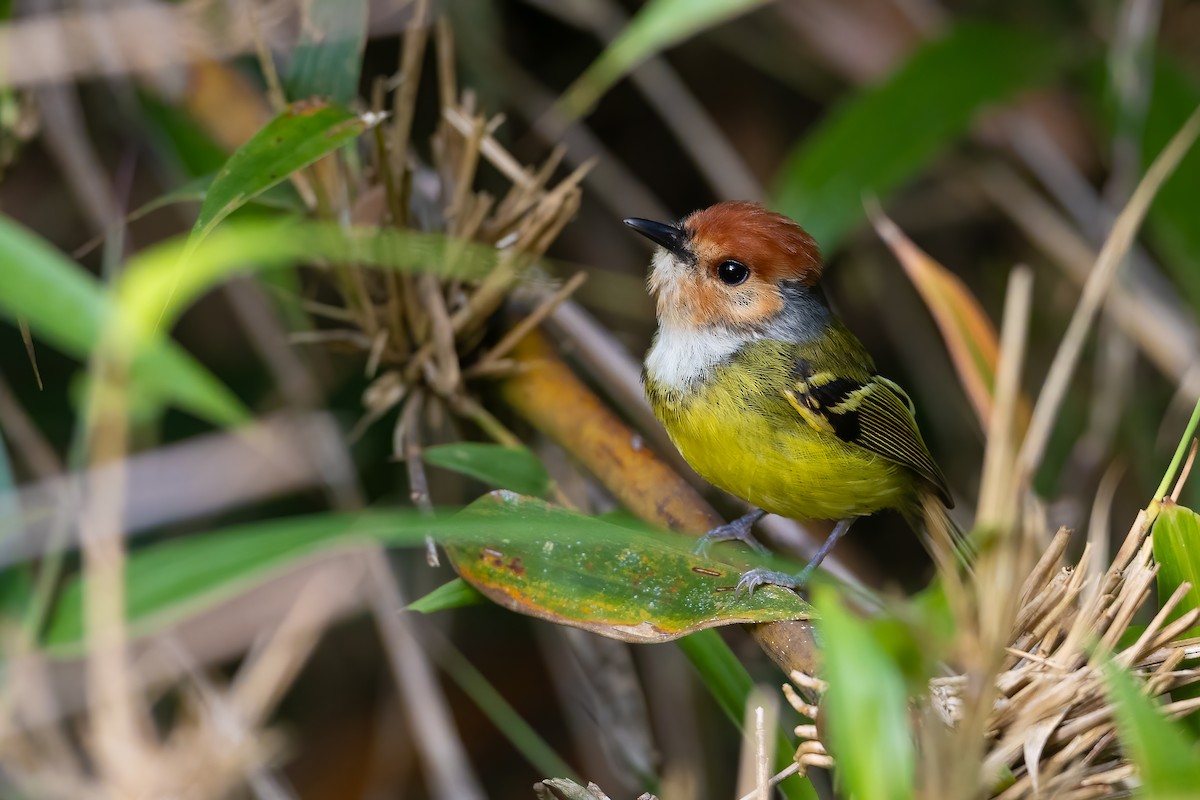 Rufous-crowned Tody-Flycatcher - ML623558164