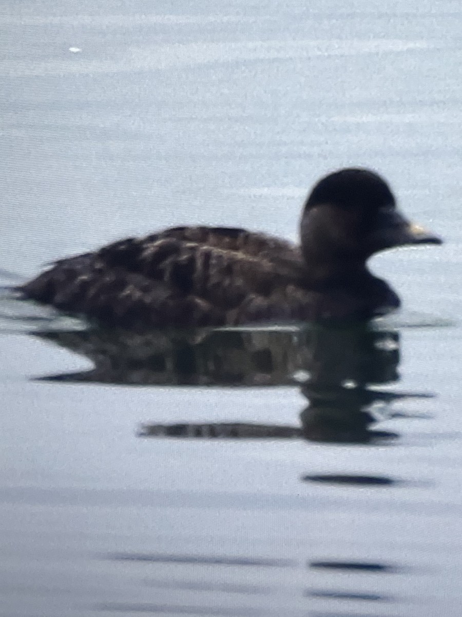 Common Scoter - ML623558186