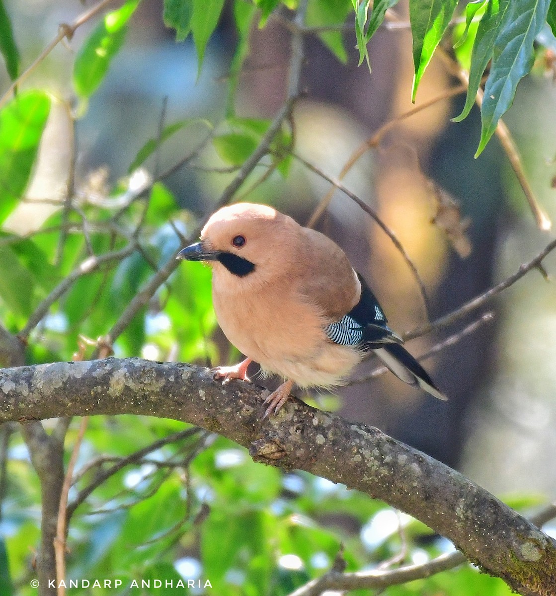 Eurasian Jay - ML623558209