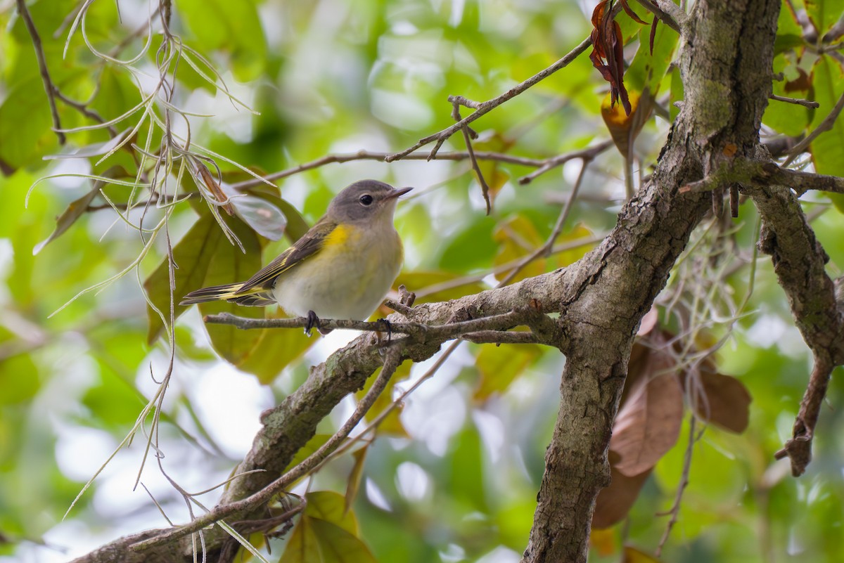 American Redstart - Tom Litteral