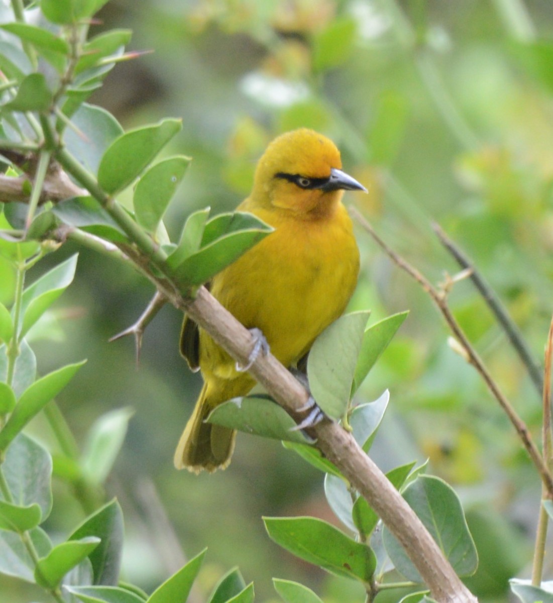 Spectacled Weaver - ML623558230