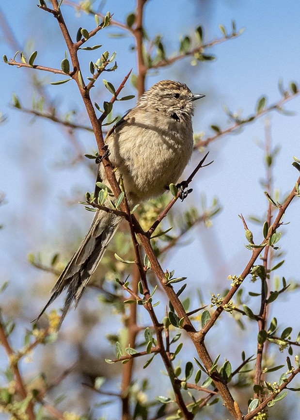 Tijeral Colinegro - ML623558239