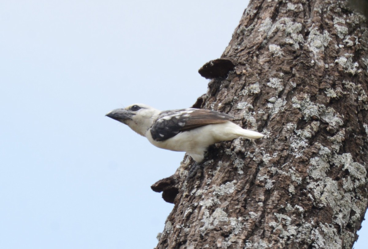 White-headed Barbet - ML623558240