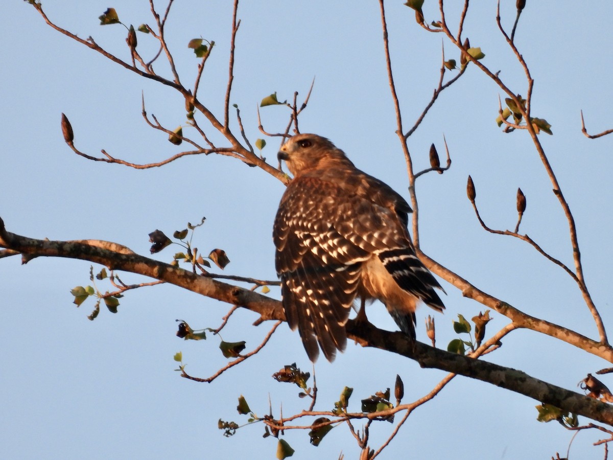 Red-shouldered Hawk - ML623558261