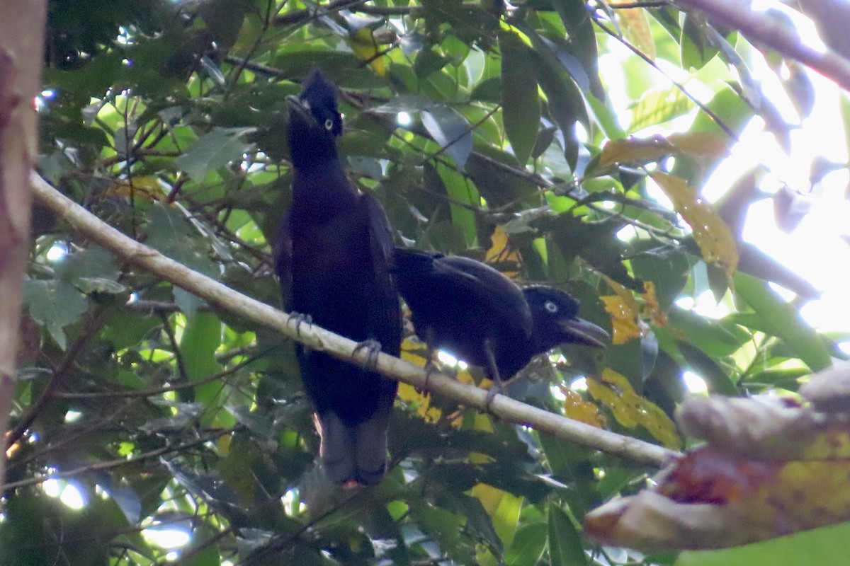 Amazonian Umbrellabird - ML623558281