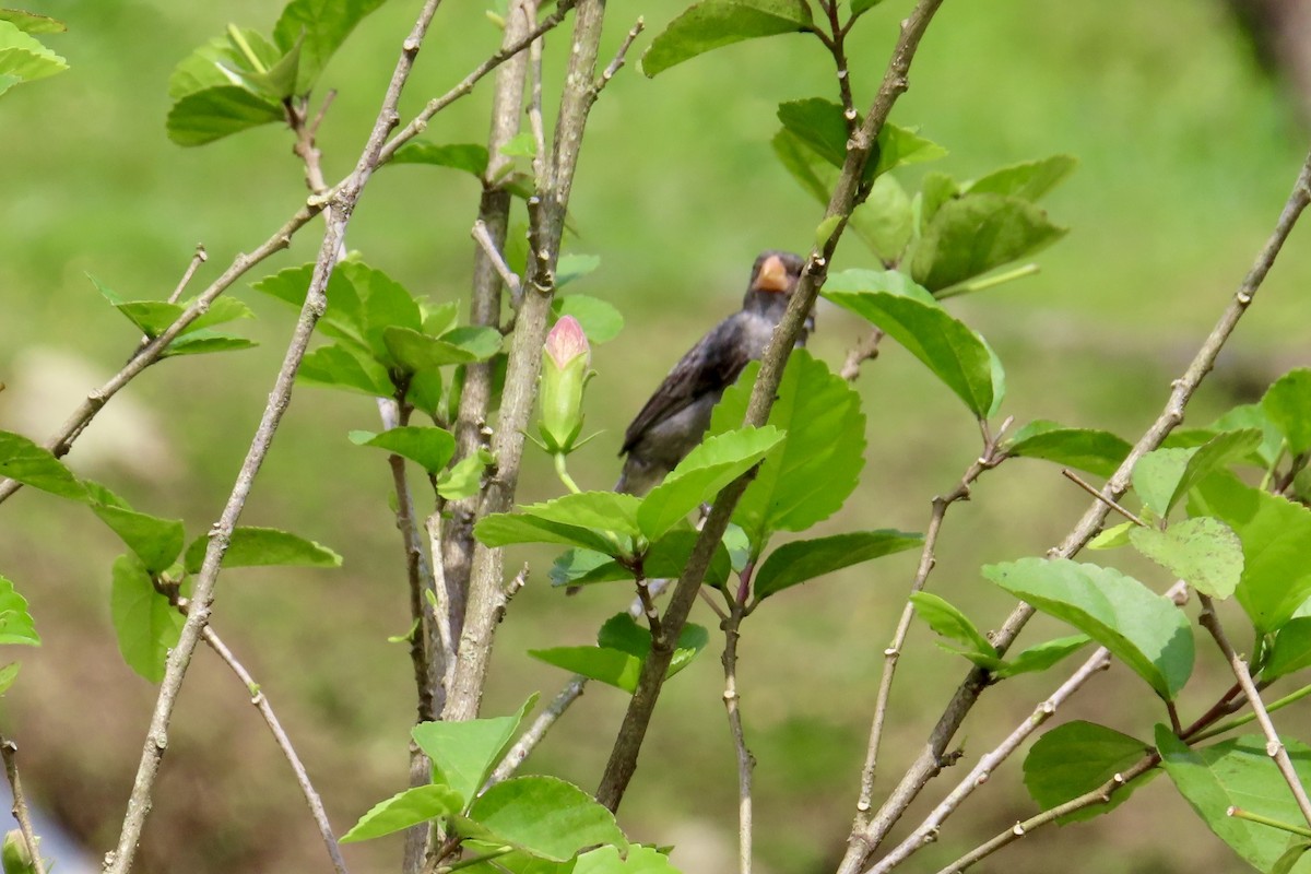 Gray Seedeater - ML623558304