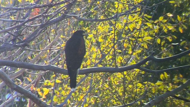 Harris's Hawk - ML623558315