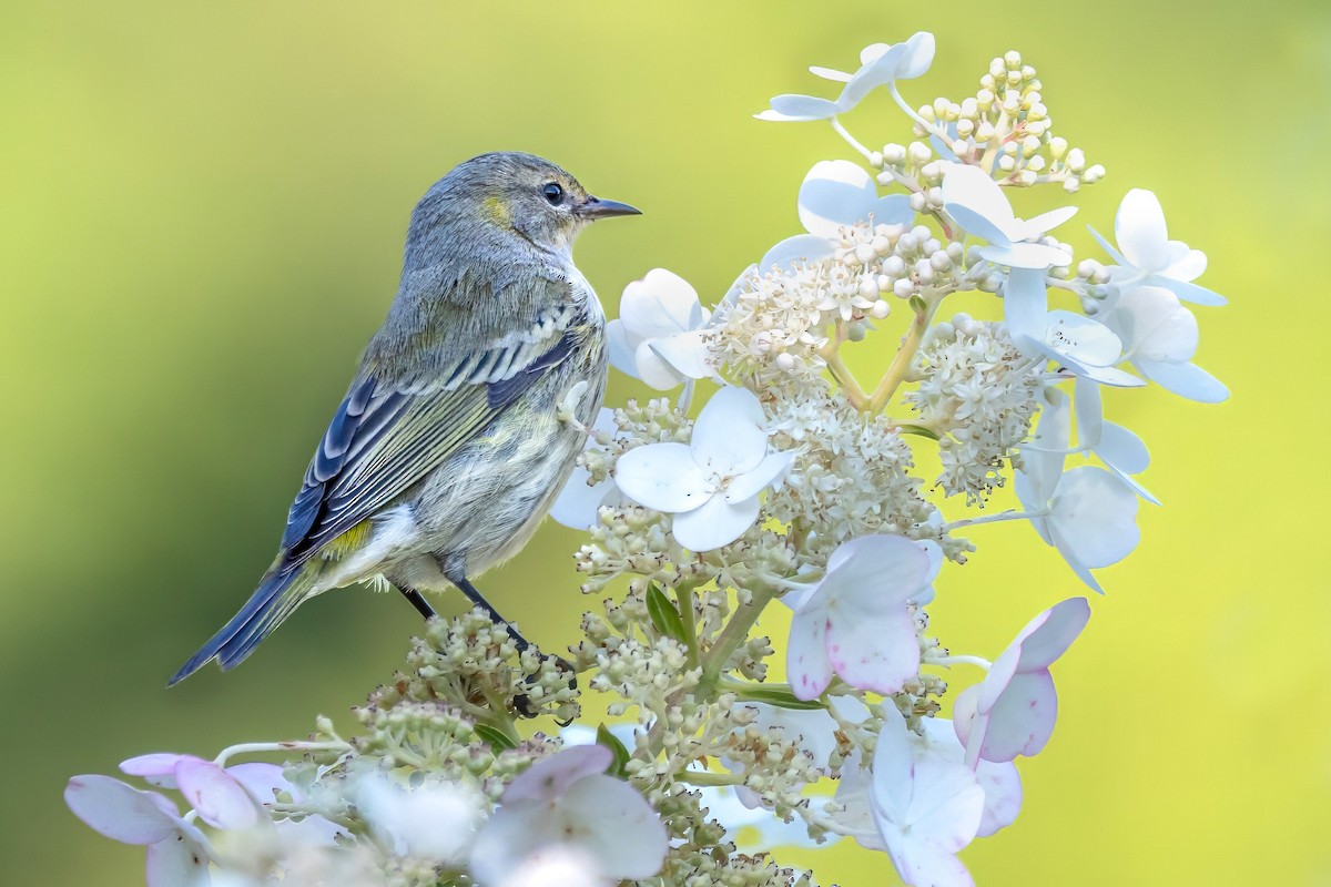 Cape May Warbler - ML623558316