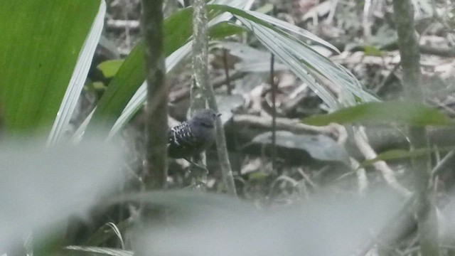 Common Scale-backed Antbird - ML623558341