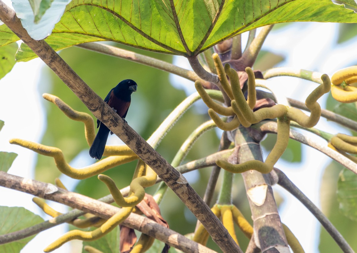 Chestnut-bellied Seed-Finch - ML623558342