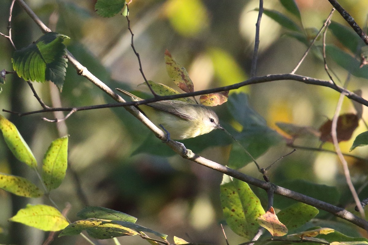 Philadelphia Vireo - ML623558349