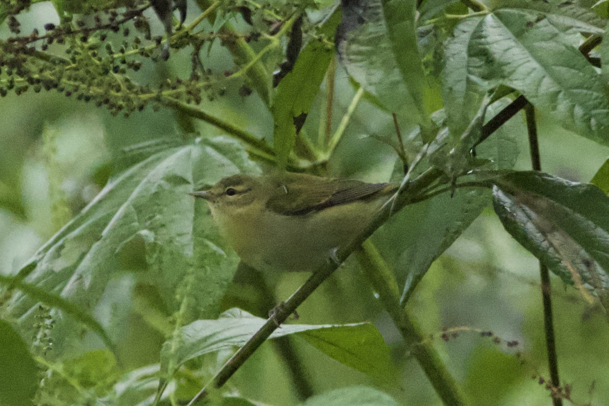 Tennessee Warbler - ML623558361