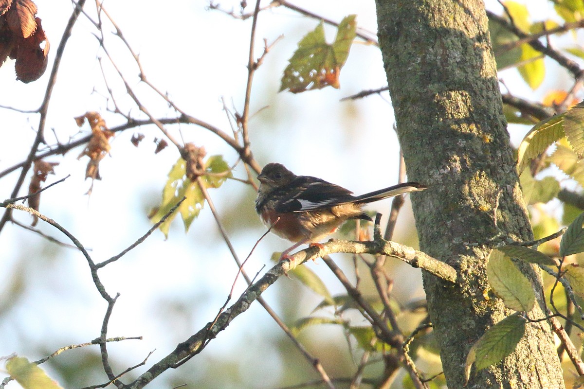 Eastern Towhee - ML623558372