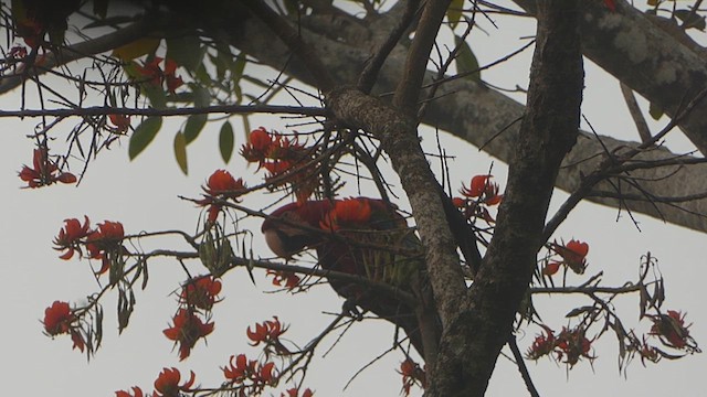 Red-and-green Macaw - ML623558394