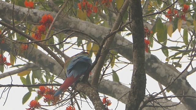 Red-and-green Macaw - ML623558395