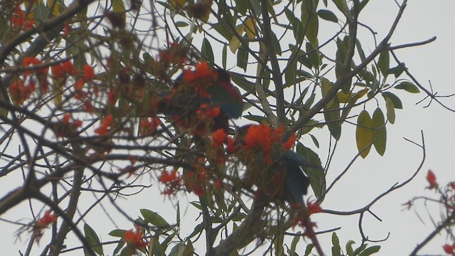 Red-and-green Macaw - ML623558397