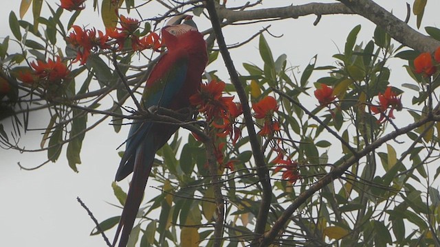 Red-and-green Macaw - ML623558398