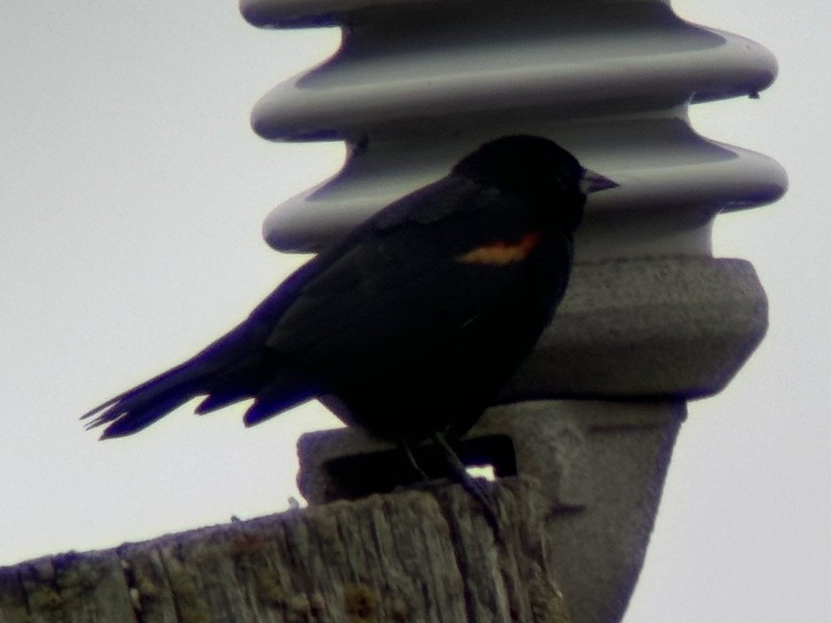 Red-winged Blackbird (Red-winged) - ML623558405