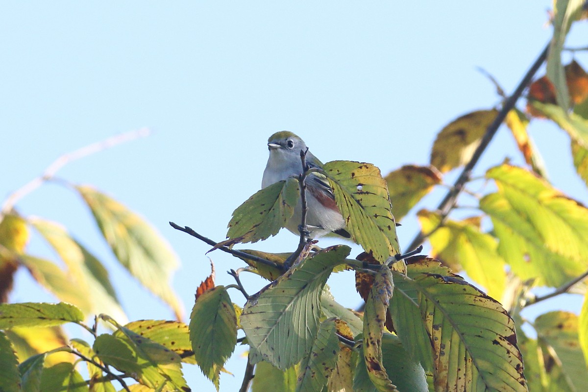 Chestnut-sided Warbler - ML623558406