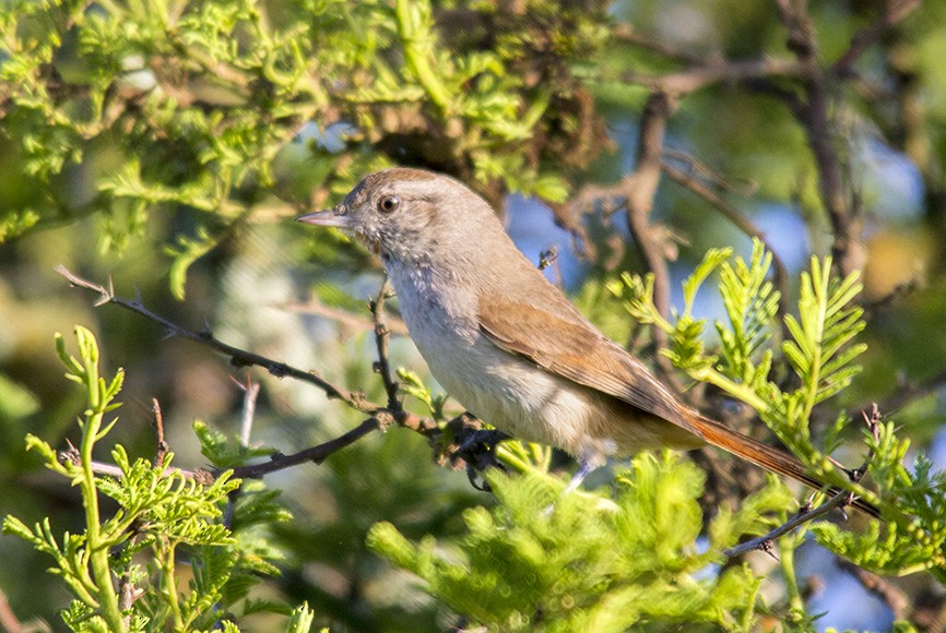 Short-billed Canastero - Andres Vasquez Noboa